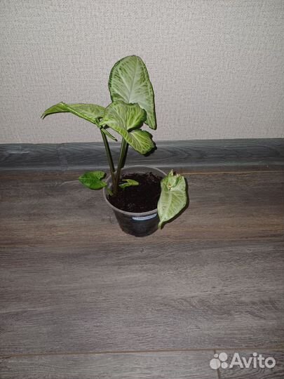 Растение сингониум