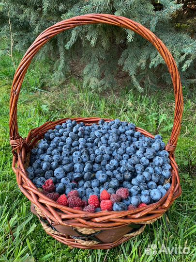 Голубика свежая