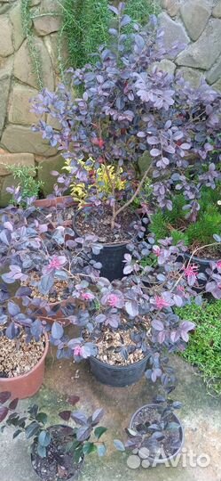 Лоропеталум