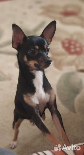 Вязка той-терьер (мальчик)