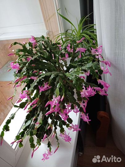 Декабрист шлюмбергера взрослое растение с горшком