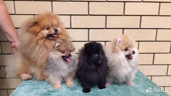 Щенки шпица