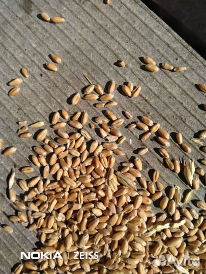 Зерно пшеница