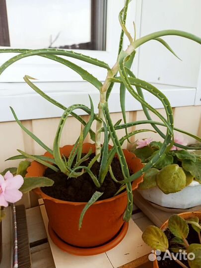 Алоэ в горшке