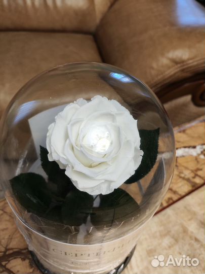 Живая роза в колбе