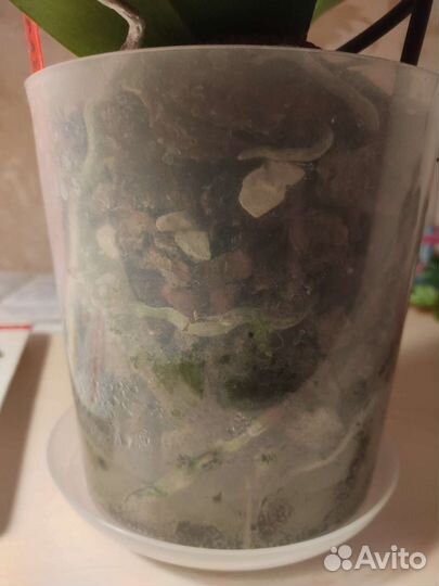 Орхидея фаленопсис