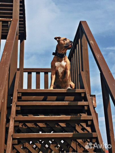 Питбуль вязка