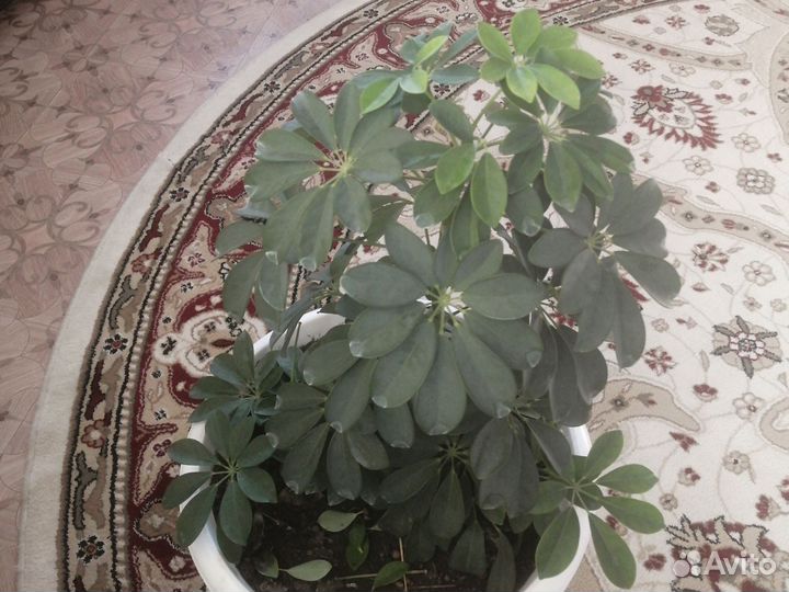 Комнатные цветы шефлера