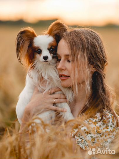 Собака для фотосессии (папийон, папильон)