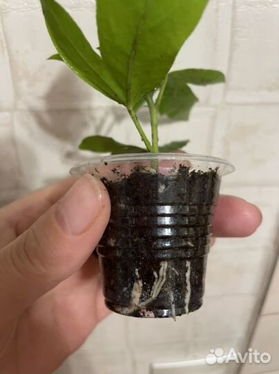 Гибискус Sunchine Orange