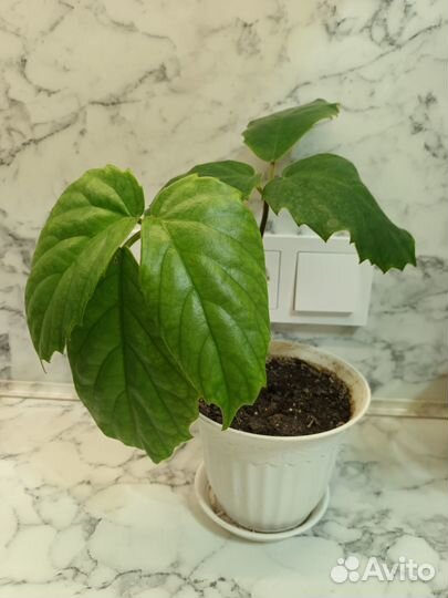 Тетрастигма