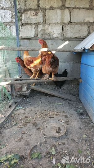 Петух брама, русская хохлатая