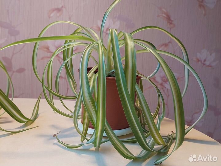 Хлорофитум кудрявый