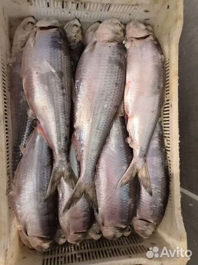 Свежая рыба селедка