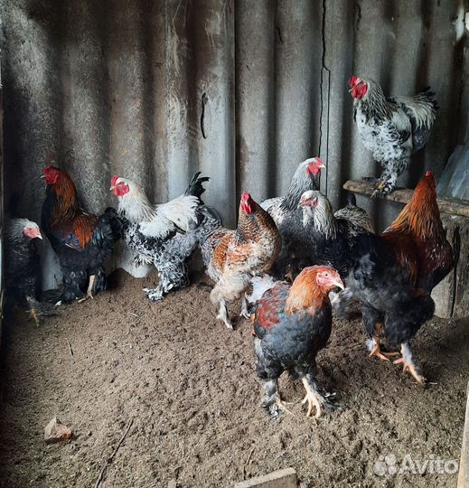 Петухи брама