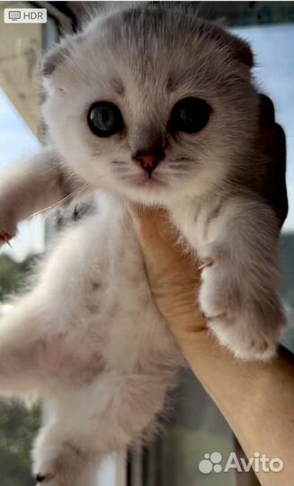 Шотландские вислоухие котята