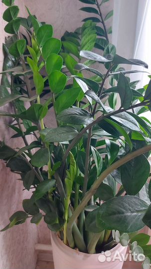 Замиокулькас