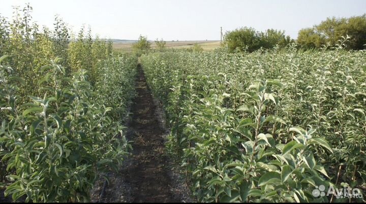 Саженцы Яблоня Черешня Груша