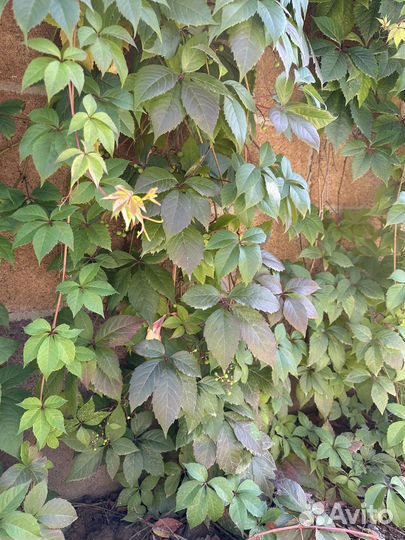Виноград декоративный быстрорастущий