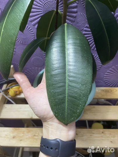 Фикус каучуконосный