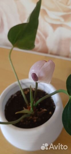 Антуриум фиолетовый