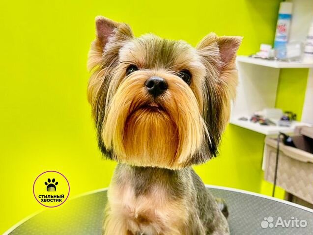 Стрижка собак груминг