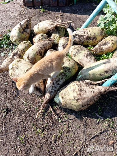 Кормовая свекла, полусахарная. Туйм