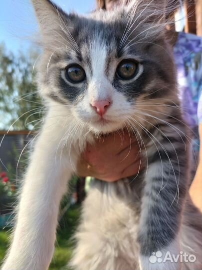 Котята на счастье