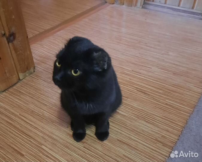 Шотландская кошка