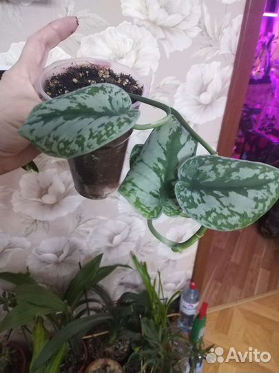 Сциндапсус эпипремнум