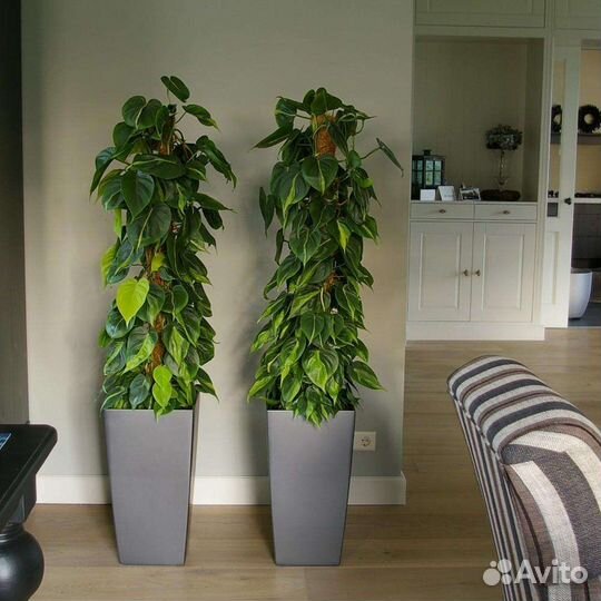 Сортовой Эпипремнум (сциндапсус ауреум)