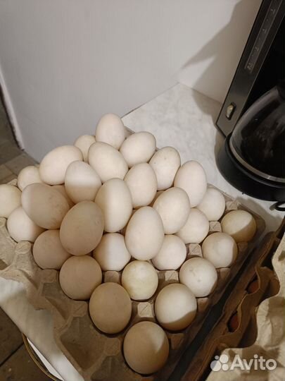 Утиные яйца