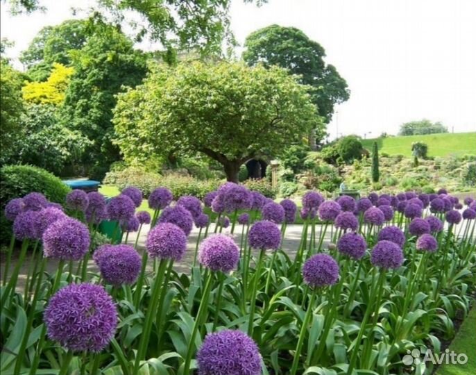 Декоративный лук