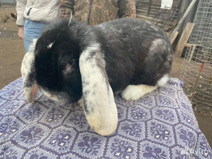 Продам кроликов. Порода 