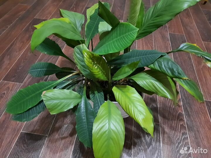 Сансевиерия, алое, спатифилиум, большое кашпо