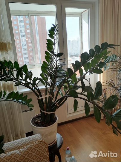 Замиокулькас