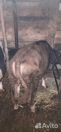 Быки Тёлки на мясо