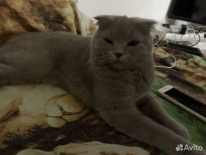 Отдам в добрые руки