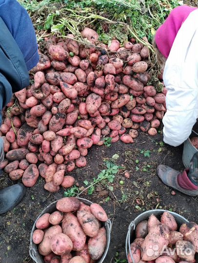 Продам картофель