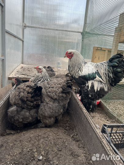 Брама инкубационное яйцо