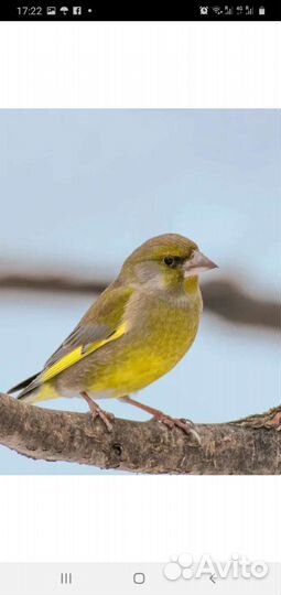Чижи щеглы певчие птицы