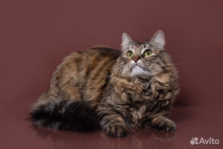 Сибирская кошка