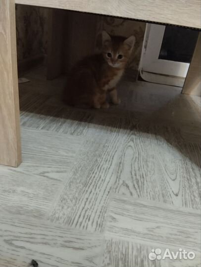 Котенок в добрые руки