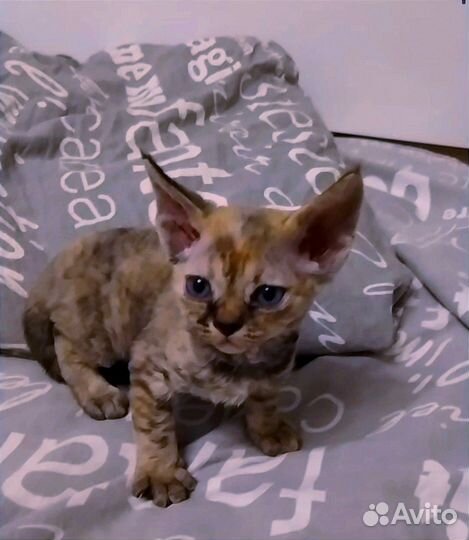 Котята Девон Рекс помет &w