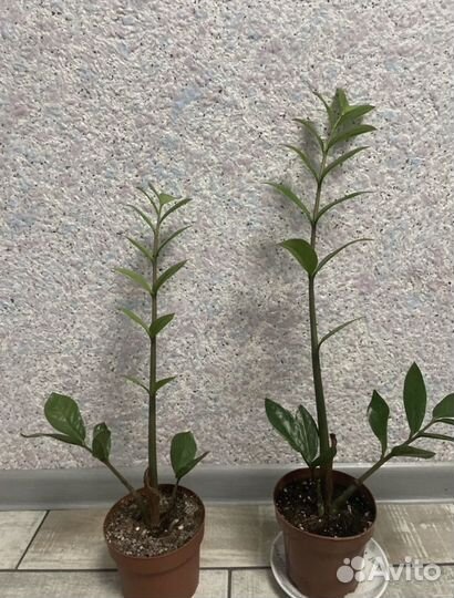 Замиокулькас