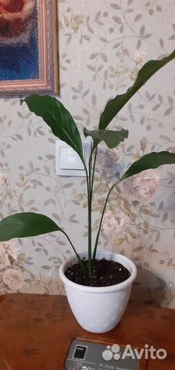 Спатифиллум (женское счастье)