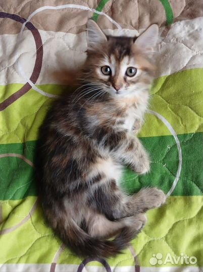 Отдам котенка