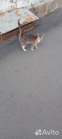 Отдам в добрые руки