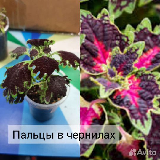 Колеусы вегетативные