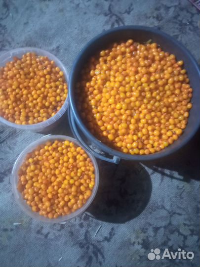 Облепиха ягоды